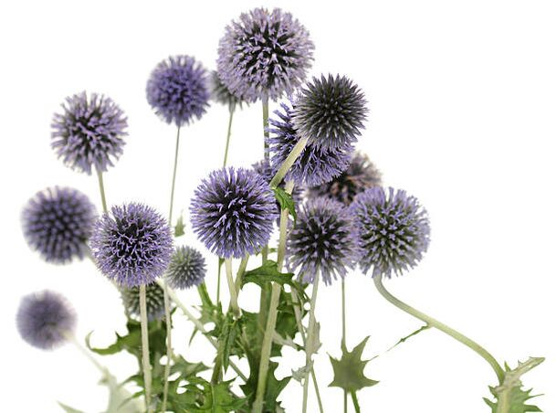 Echinops als Teil des Hondro Sol Valgus-Streams